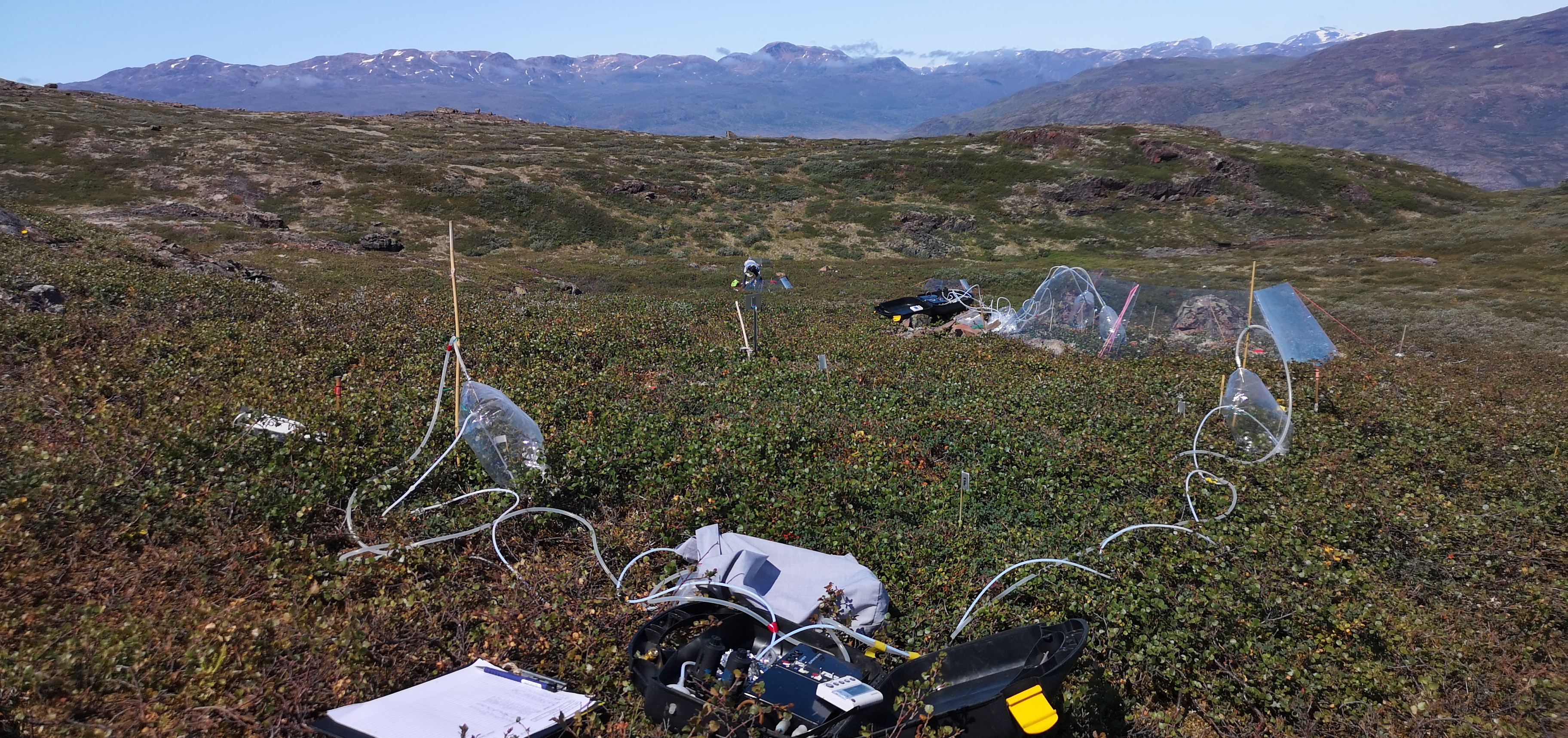 Climate change and BVOCs