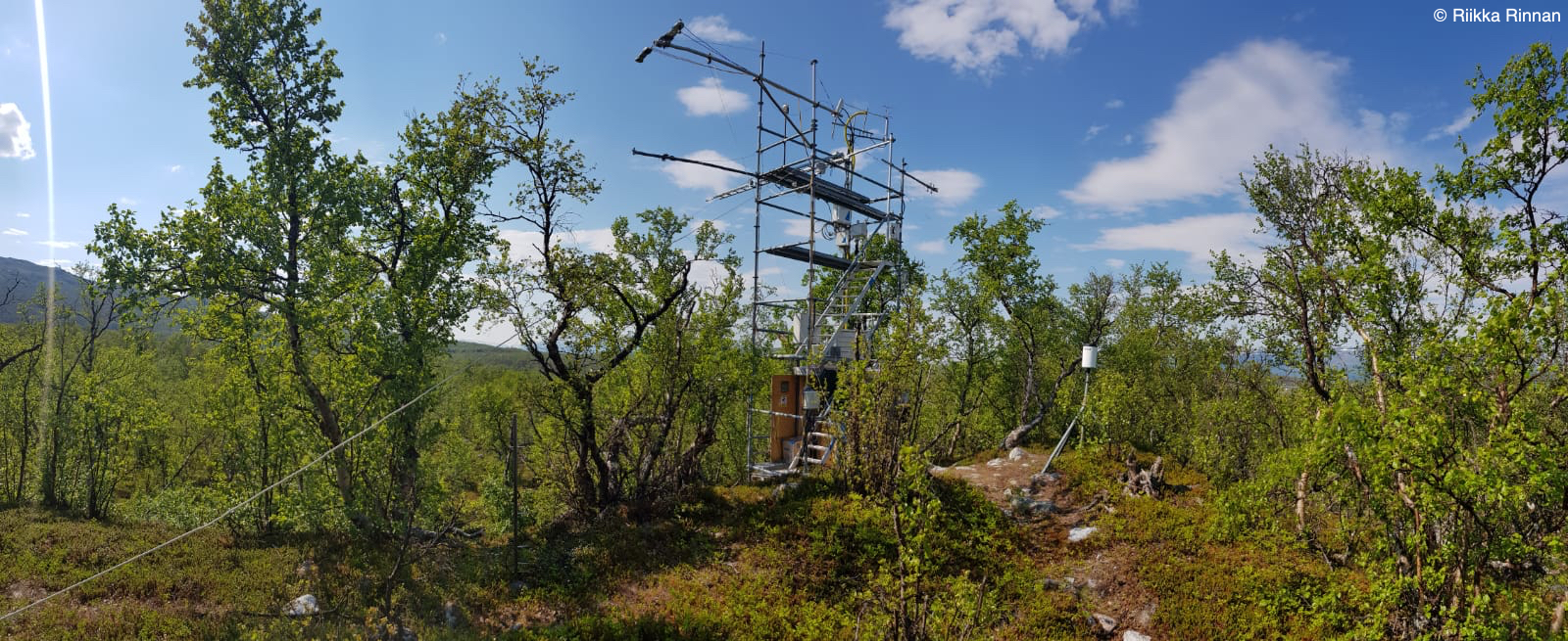 Mountain birch forest volatile emissions under different herbivory pressures at the ecosystem scale in the Subarctic
