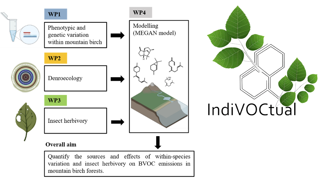 Concept figure of IndiVOCtual - linking phenotypic and genetic diversity, insect herbivory, and modelling to asses within-species varfiation of moutain birch volatile emissions.