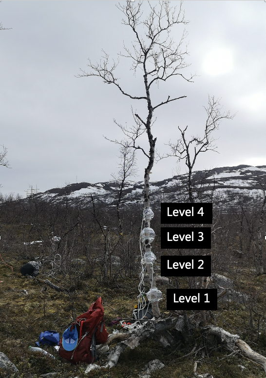 Trunk Measurement 2